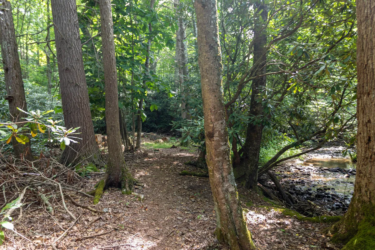 This image captures a peaceful woodland pathway bordered by mature trees, with a gently flowing stream visible. The natural setting invites exploration, nature walks, and wildlife observation, making it an ideal environment for dogs and their owners to enjoy together.